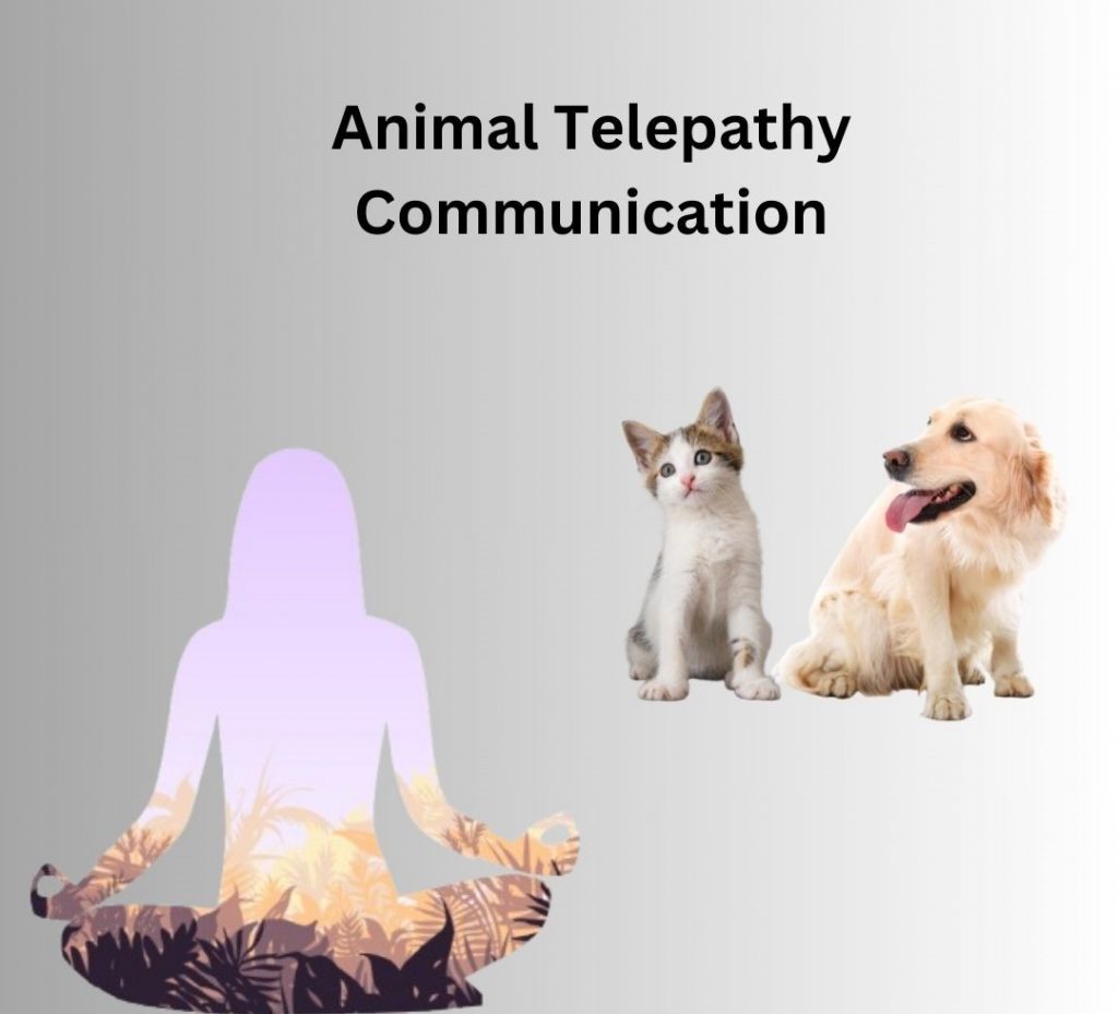 Animal telepathy ngo